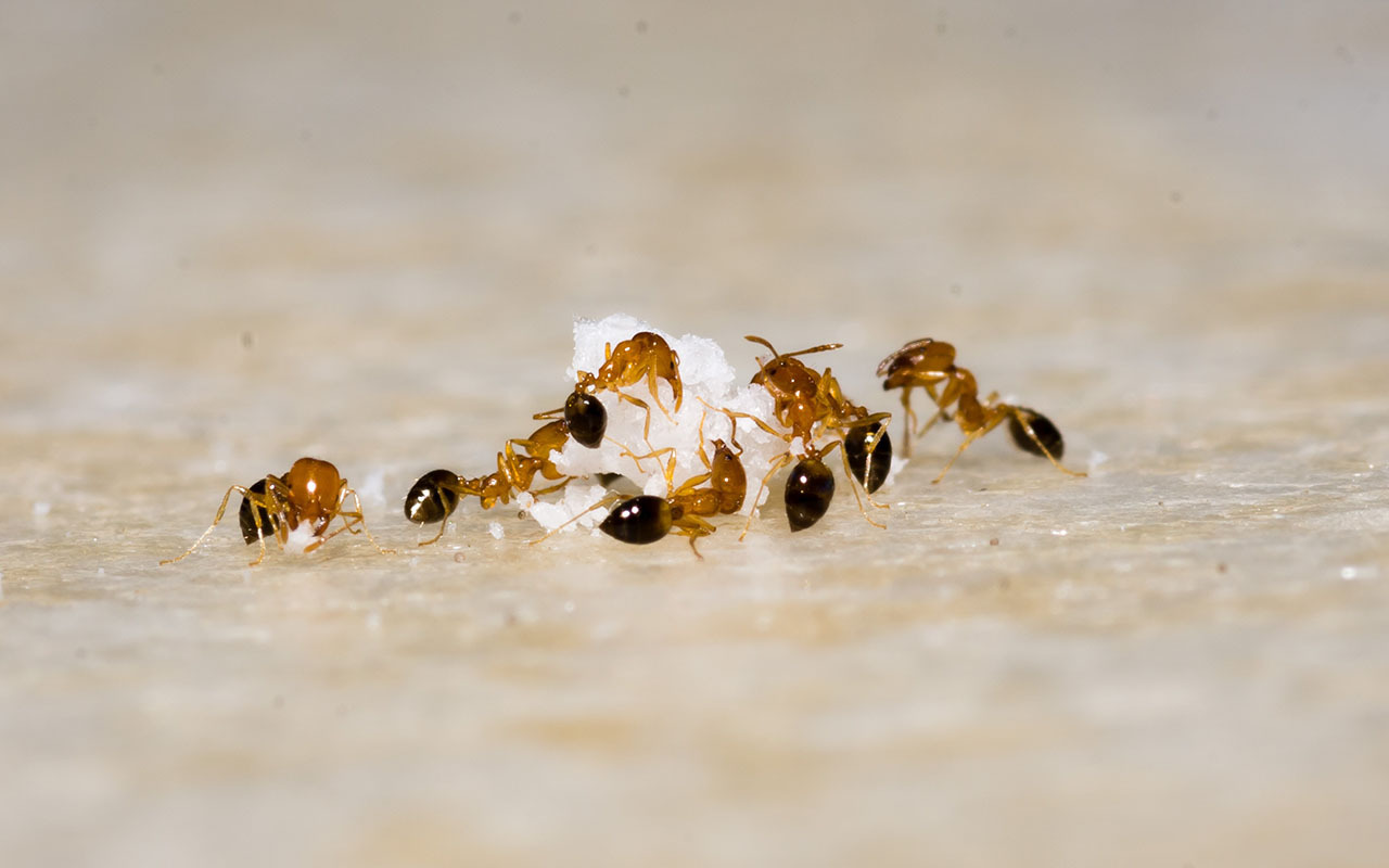 除蟻膏有用嗎？除螞蟻膏原理是什麼？
