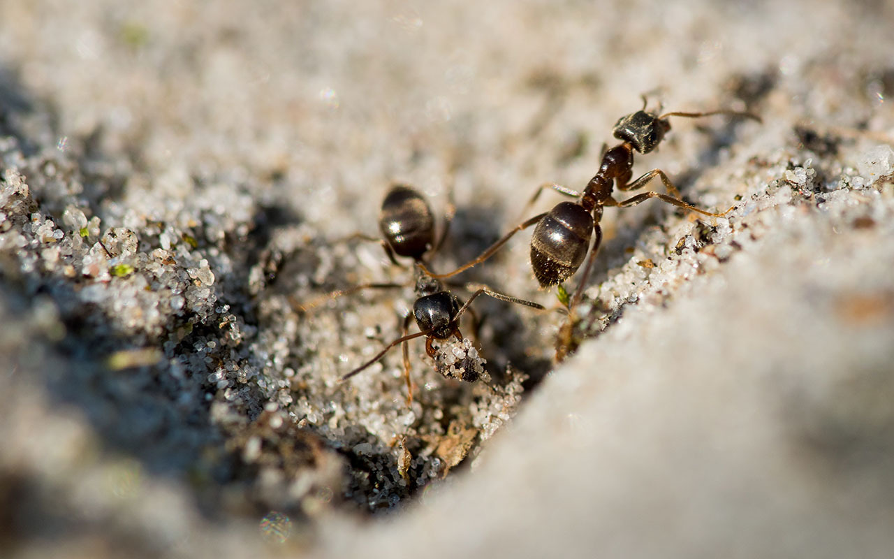 家中突然出現很多小螞蟻怎麼辦？專家教你五招消滅家中小螞蟻、大螞蟻！