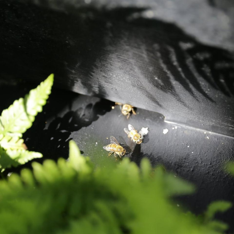 三峽農會💮玉荷包荔枝蜜【 700g/罐】