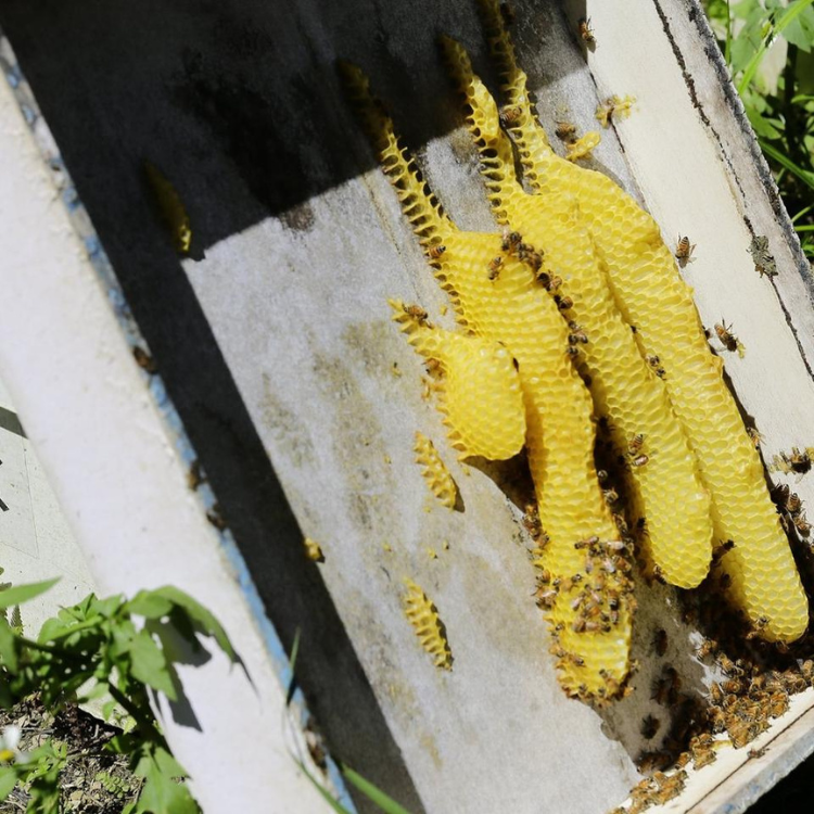 三峽農會💮特等荔枝蜜【 700g/罐】