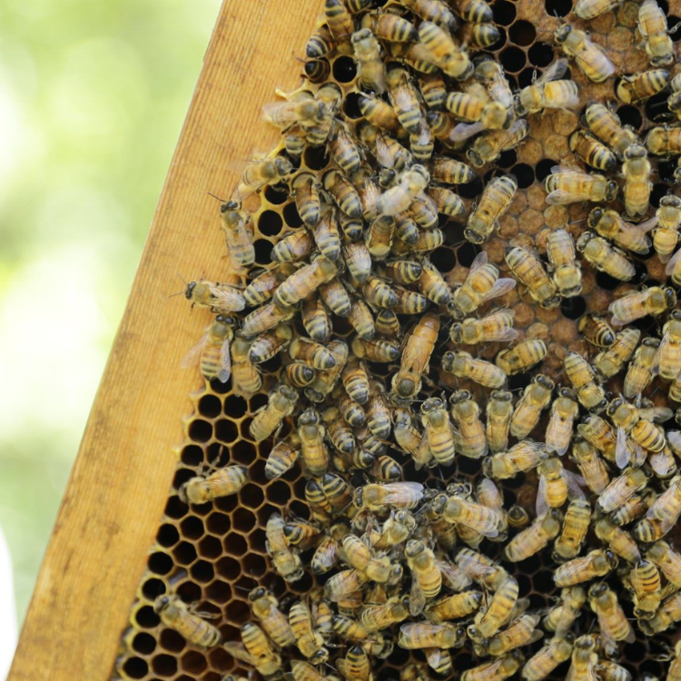 三峽農會💮龍眼蜜【 700g/罐】