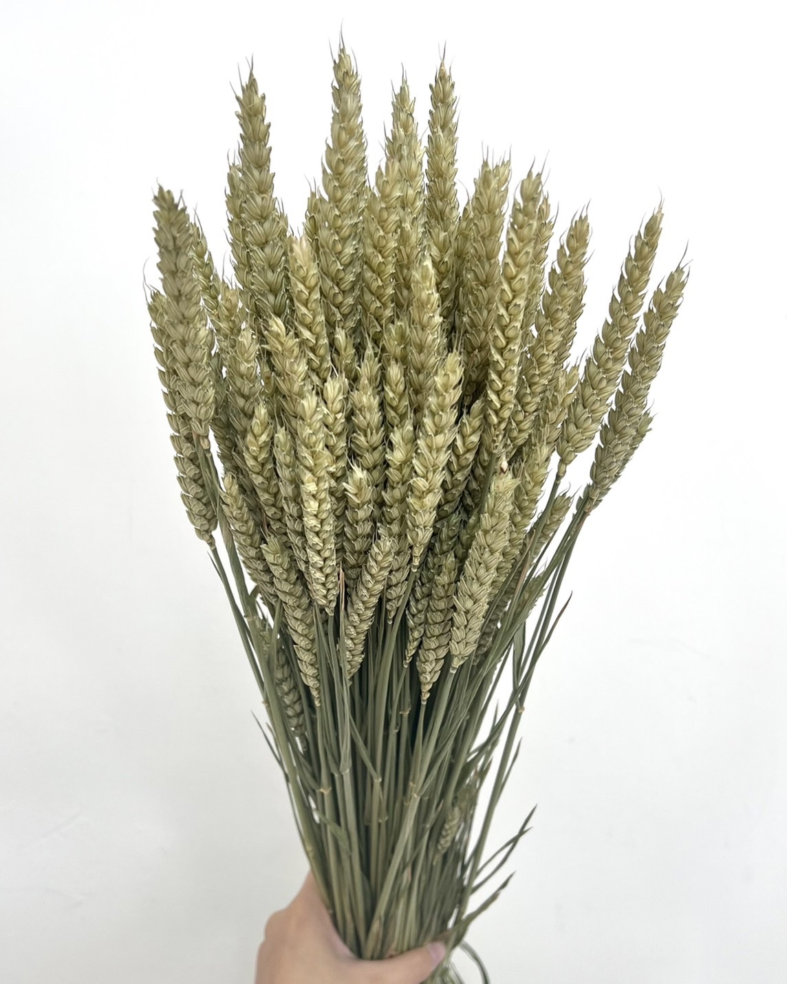 乾燥小麥(原裝把)