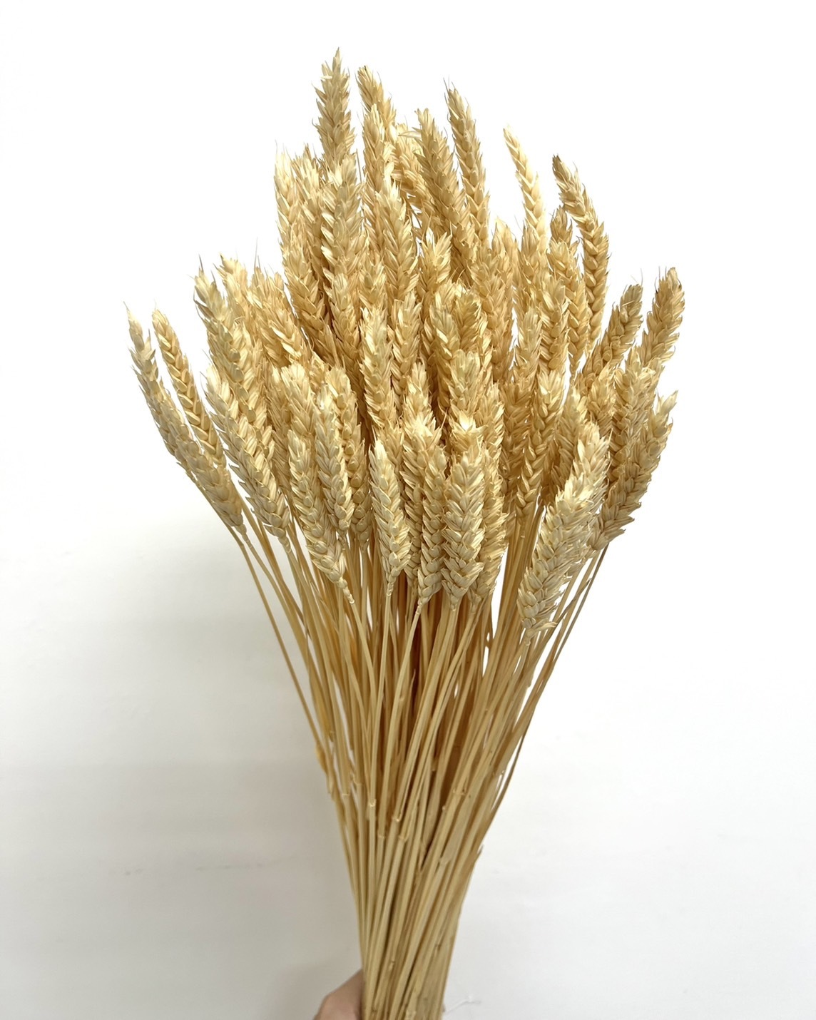 乾燥小麥(原裝把)