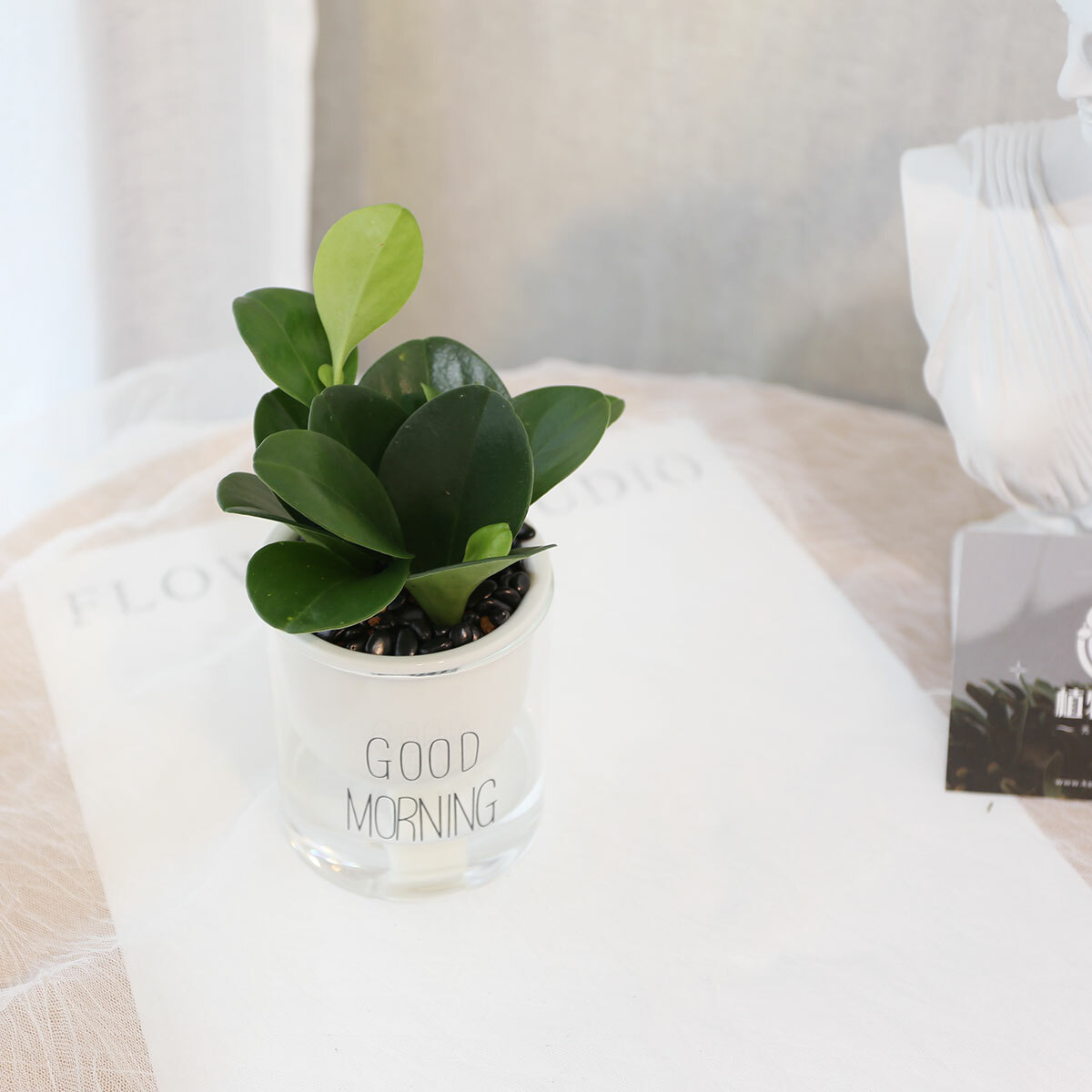 PD164｜圓葉椒草吸水盆栽