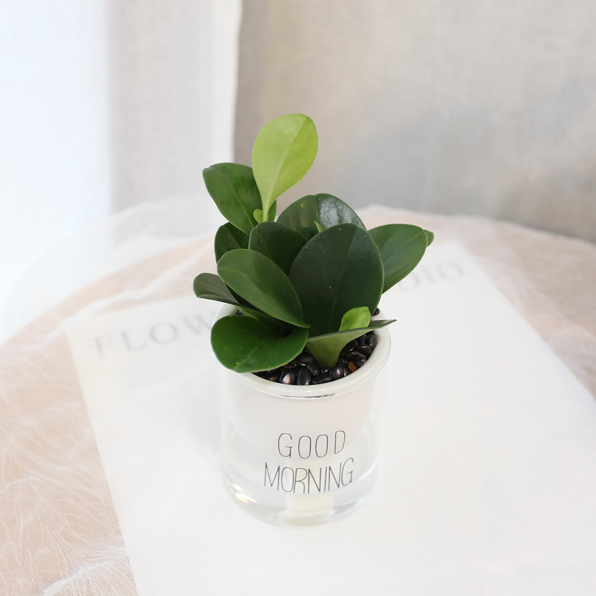 PD164｜圓葉椒草吸水盆栽