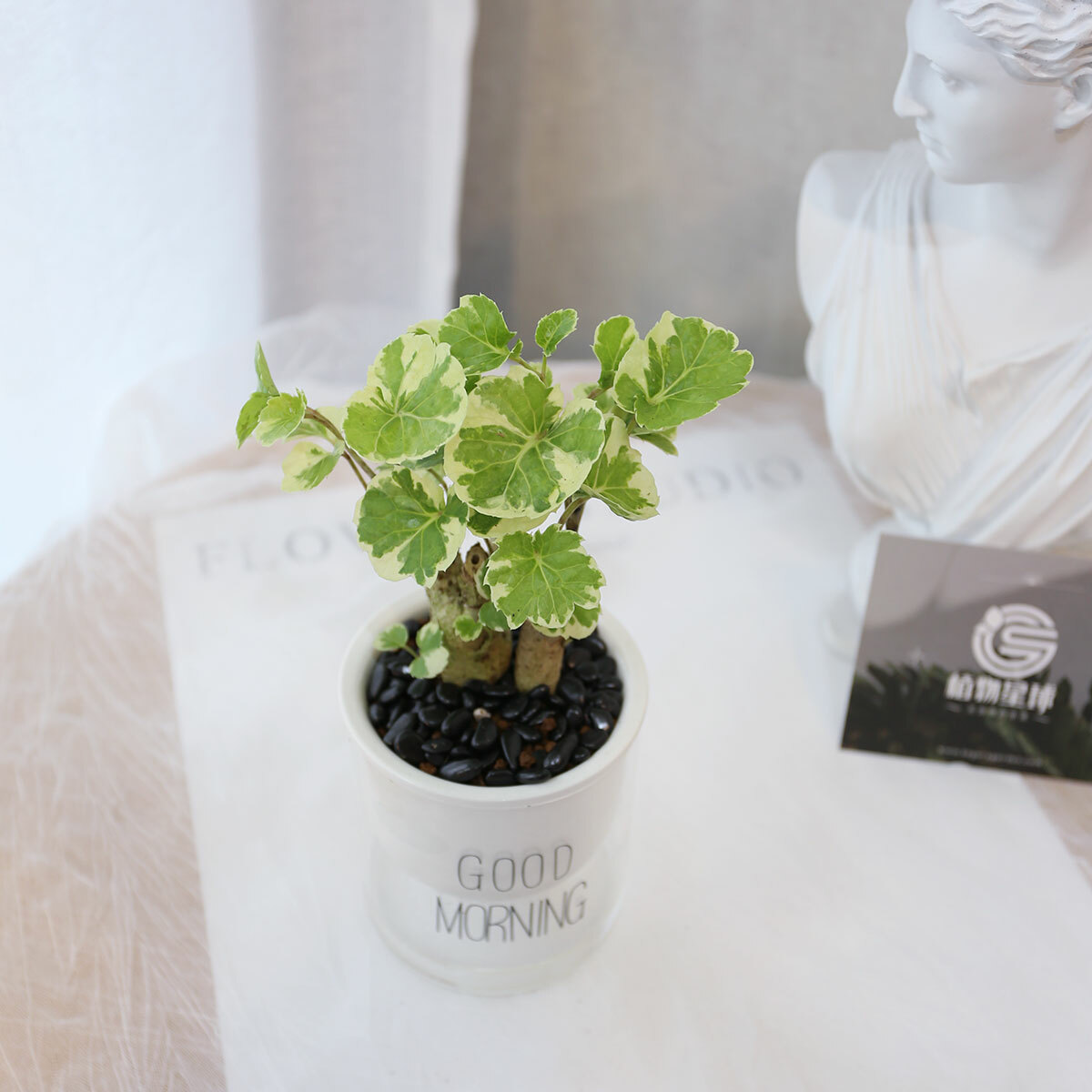 PD165｜黃金福祿桐吸水盆栽