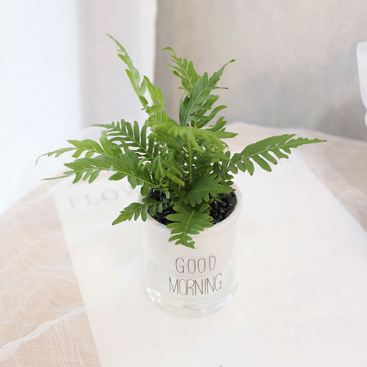 PD166｜美人蕨吸水盆栽