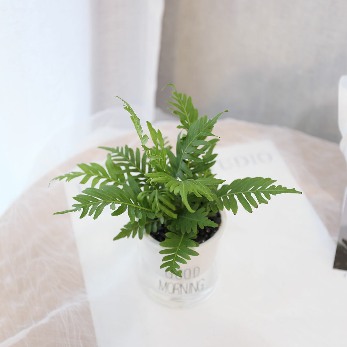 PD166｜美人蕨吸水盆栽