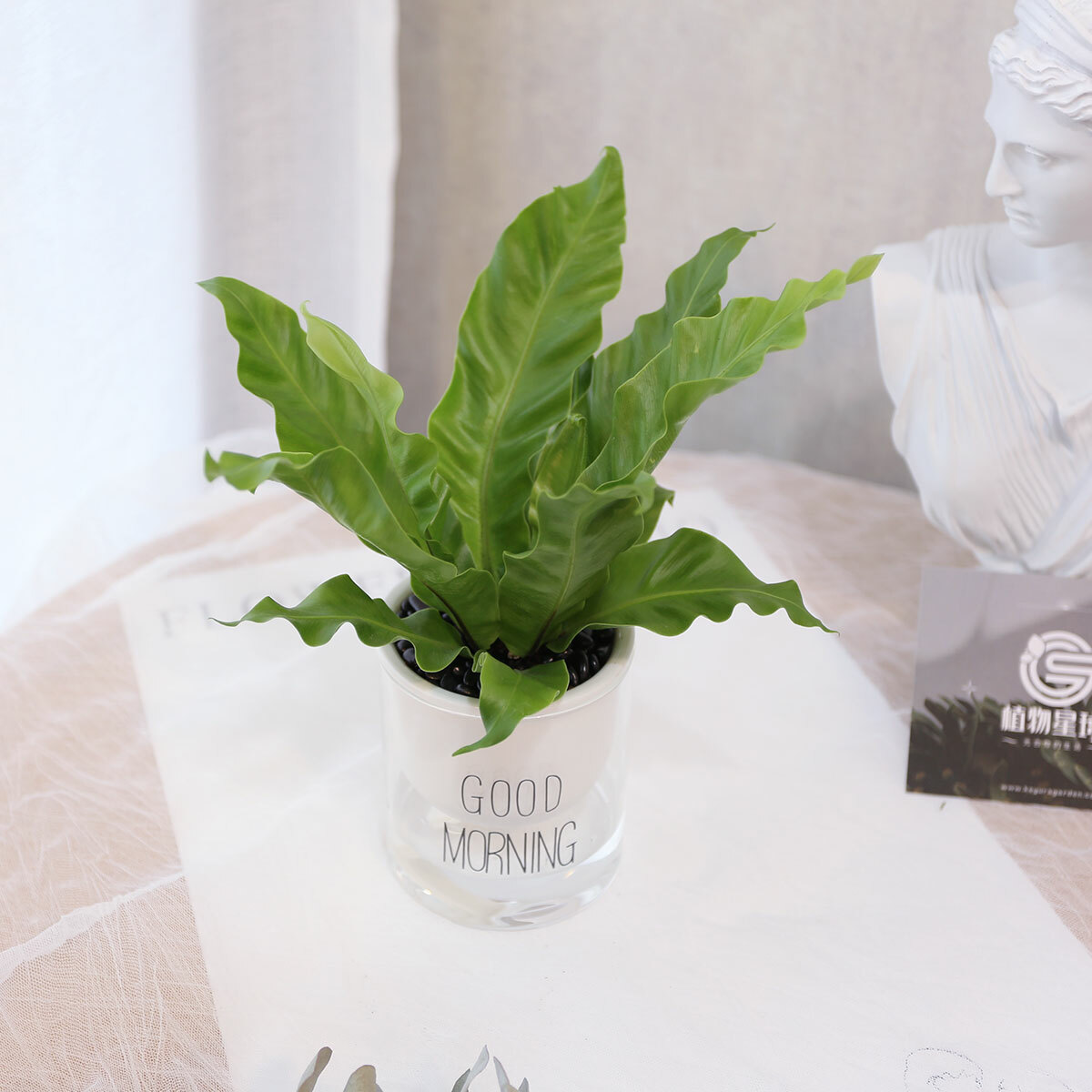 PD169｜山蘇吸水盆栽