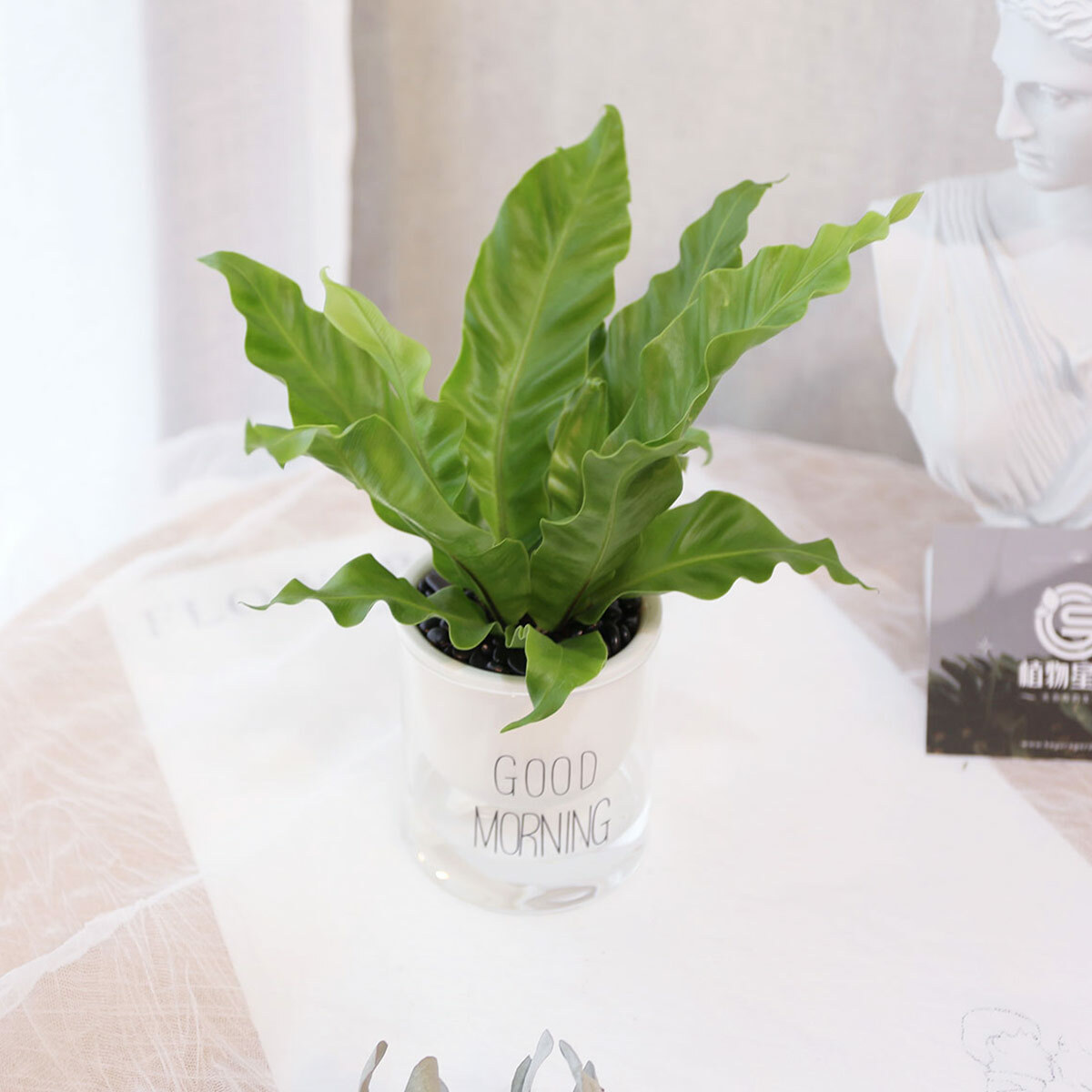 PD169｜山蘇吸水盆栽