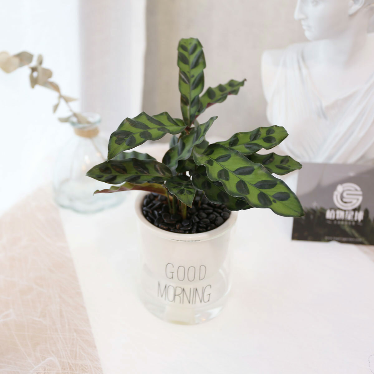 PD170｜箭羽竹芋吸水盆栽