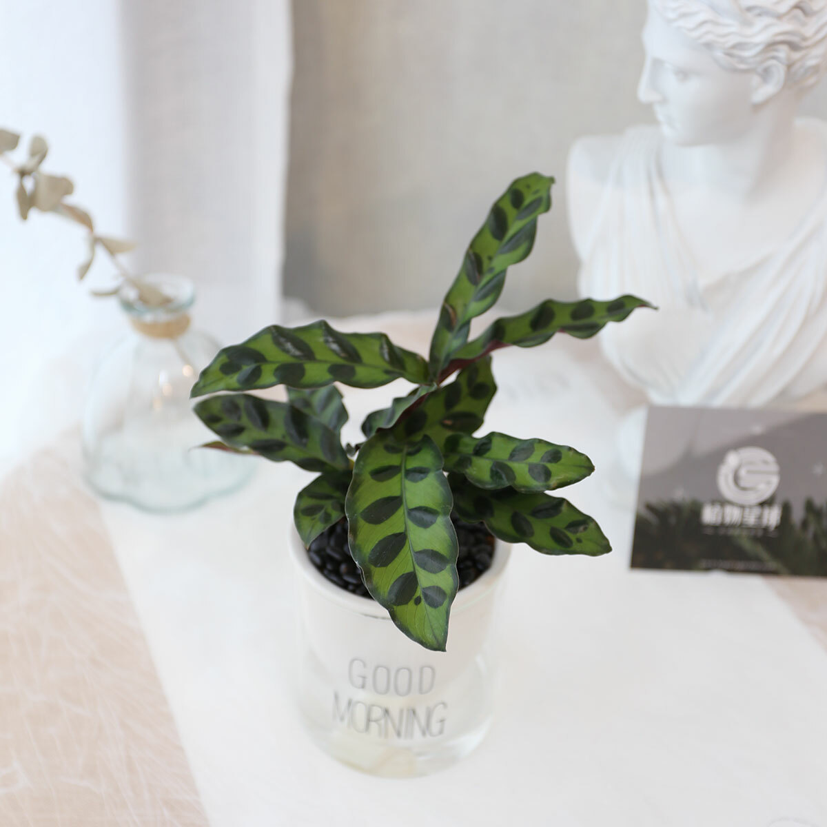 PD170｜箭羽竹芋吸水盆栽