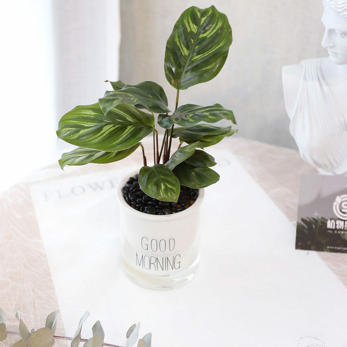 PD171｜孔雀竹芋吸水盆栽