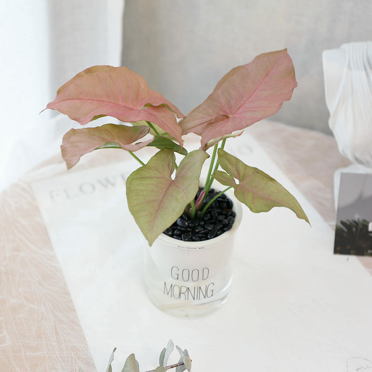 PD174｜粉紅合果芋吸水盆栽