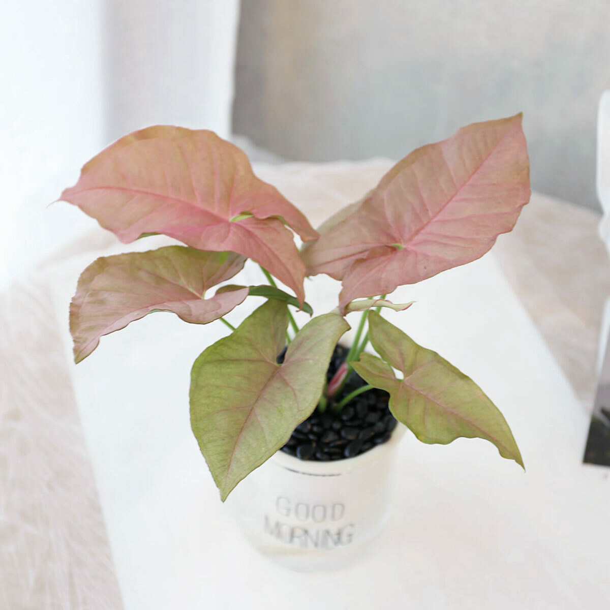 PD174｜粉紅合果芋吸水盆栽