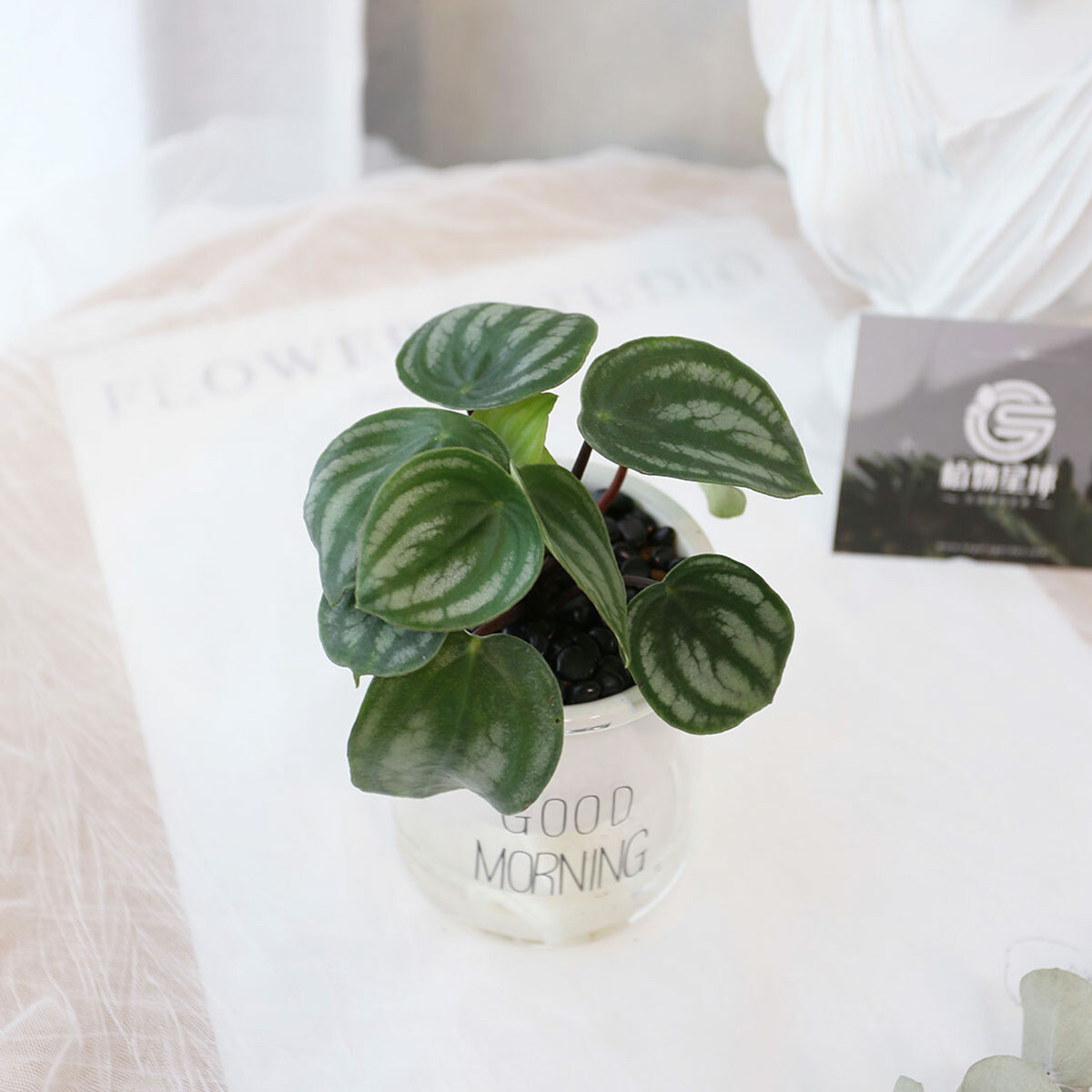 PD176｜西瓜皮椒草吸水盆栽