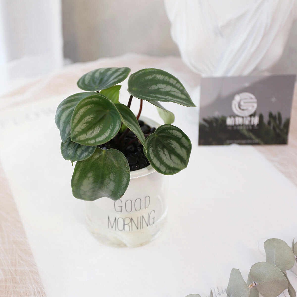 PD176｜西瓜皮椒草吸水盆栽