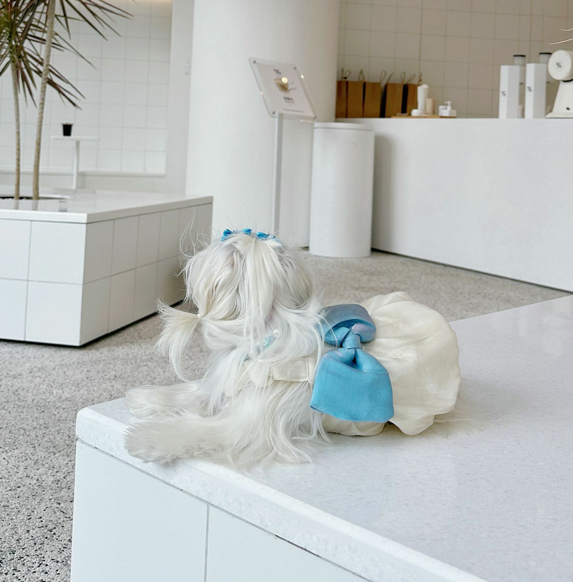 TAKTA宠物衣服 流光吊带南瓜裙