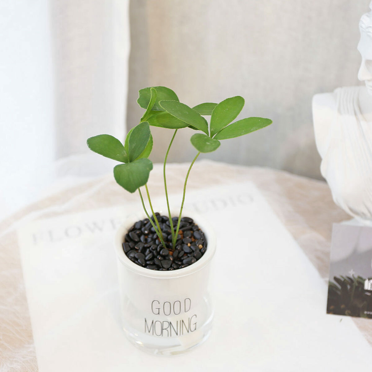 PD178｜幸運樹吸水盆栽