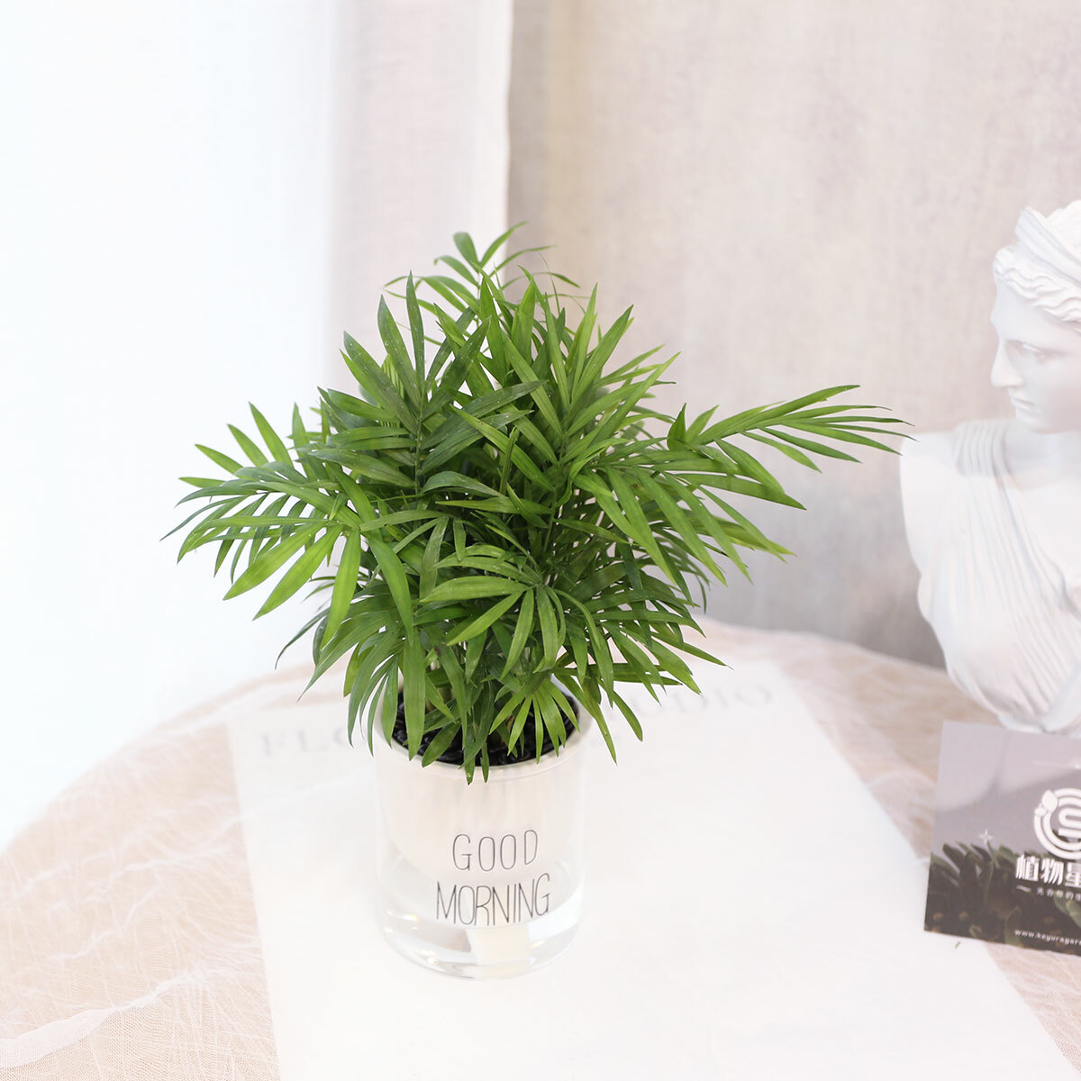 PD179｜黃椰子吸水盆栽