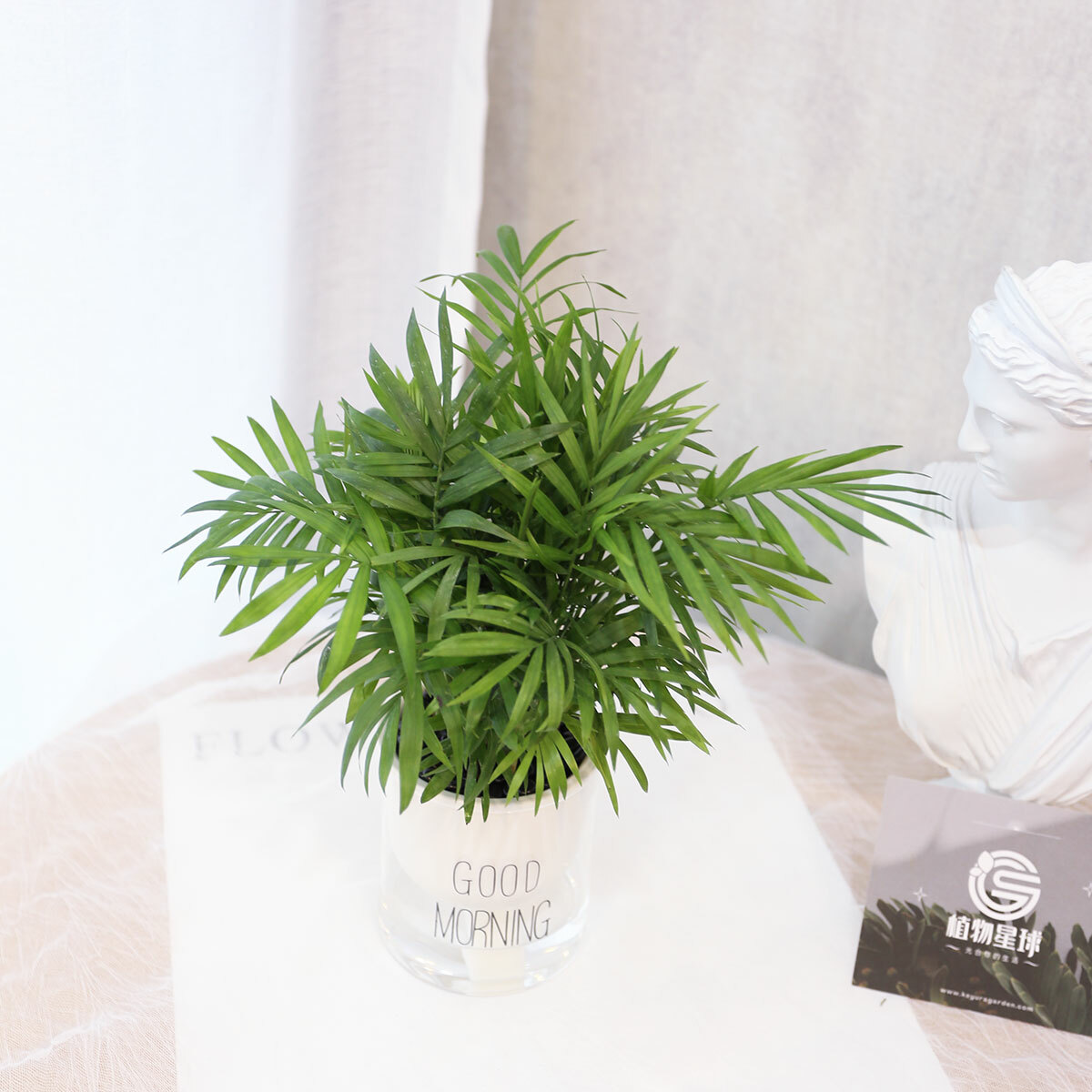 PD179｜黃椰子吸水盆栽