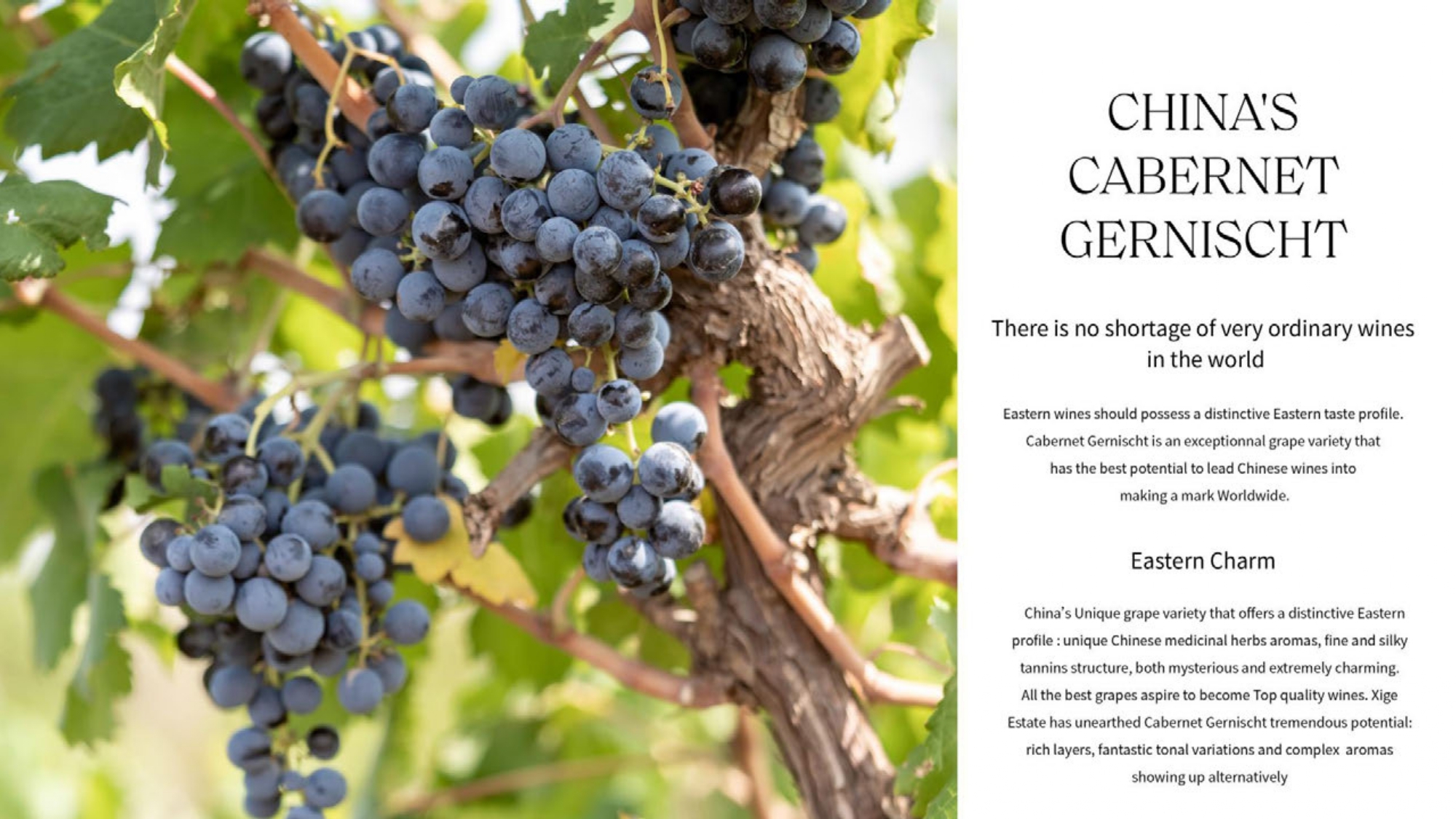 #西鴿酒莊 #火火Netshop #火火國際 #玉鴿 #紅酒 #餐酒 #xigeestate #wineofchina #滕上滕 #X糸列 #蛇龍珠 #赤霞珠 #白洒 #N609 #N50 #N28 #霞多麗 #馬瑟蘭 #馬爾貝克 #龍年 #禮盒