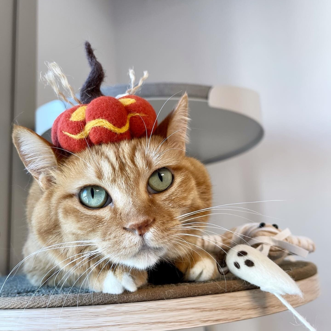 WETNOSE 南瓜帽 Jack'o lantern