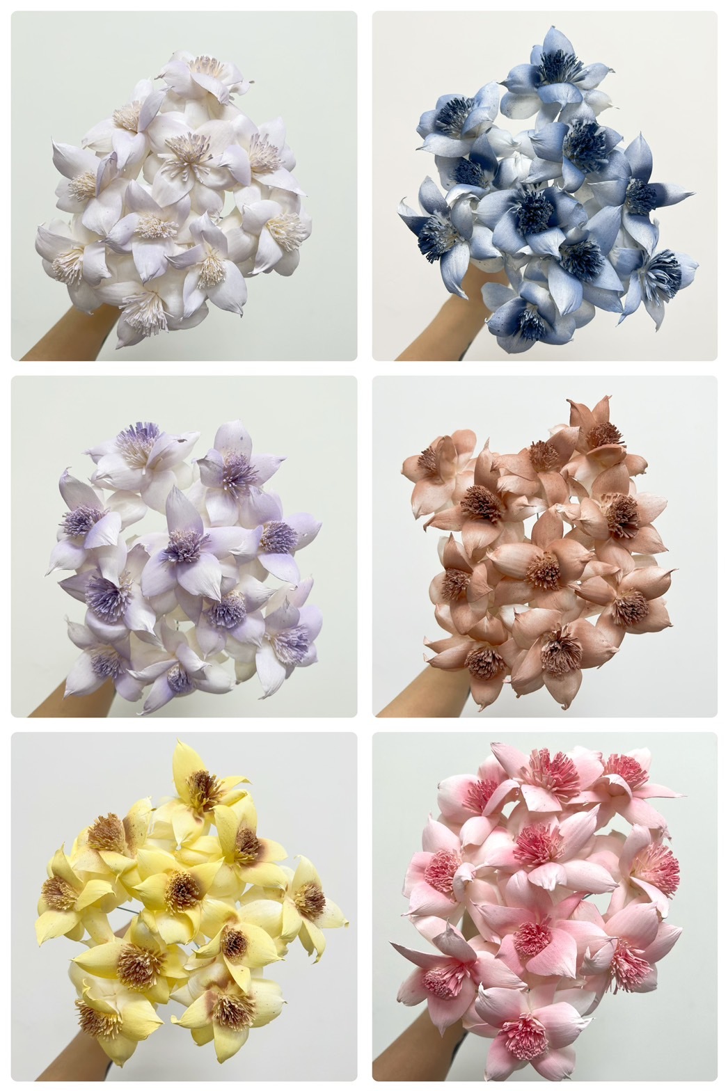 泰國索拉花 扶桑花 6CM  <十支一把>  (高品質)