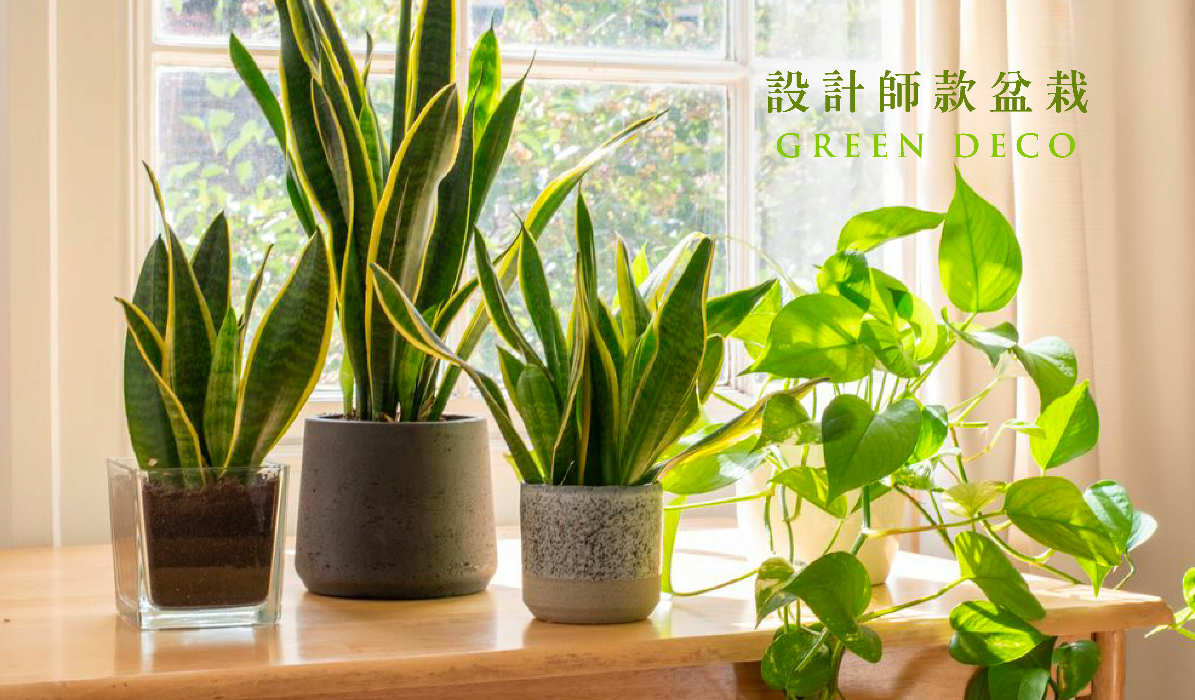 台中花店-台中盆栽-盆栽-開幕盆栽-開幕綠植-開店盆栽-開店植栽-景觀植物