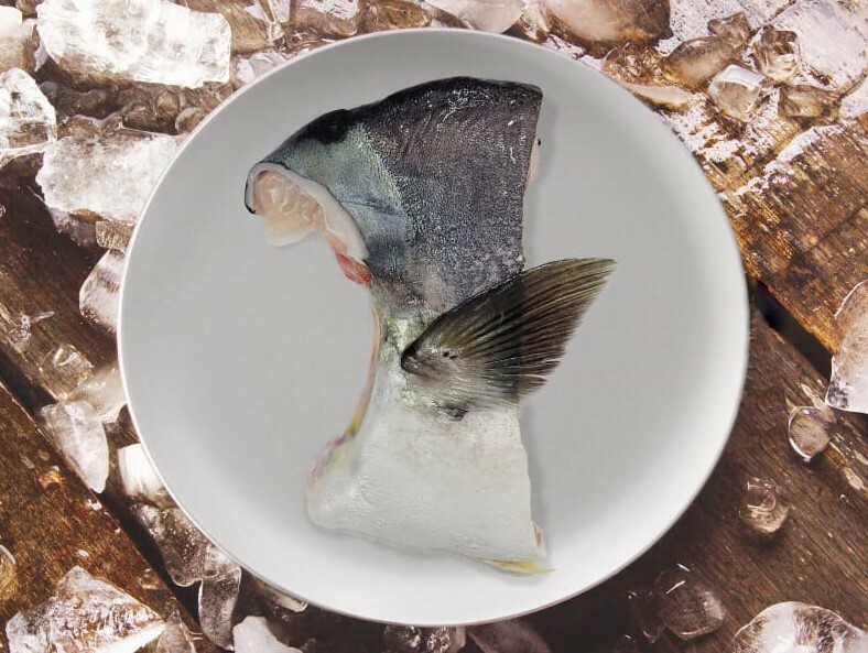 本地養殖巨型黃立鯧-魚鮫