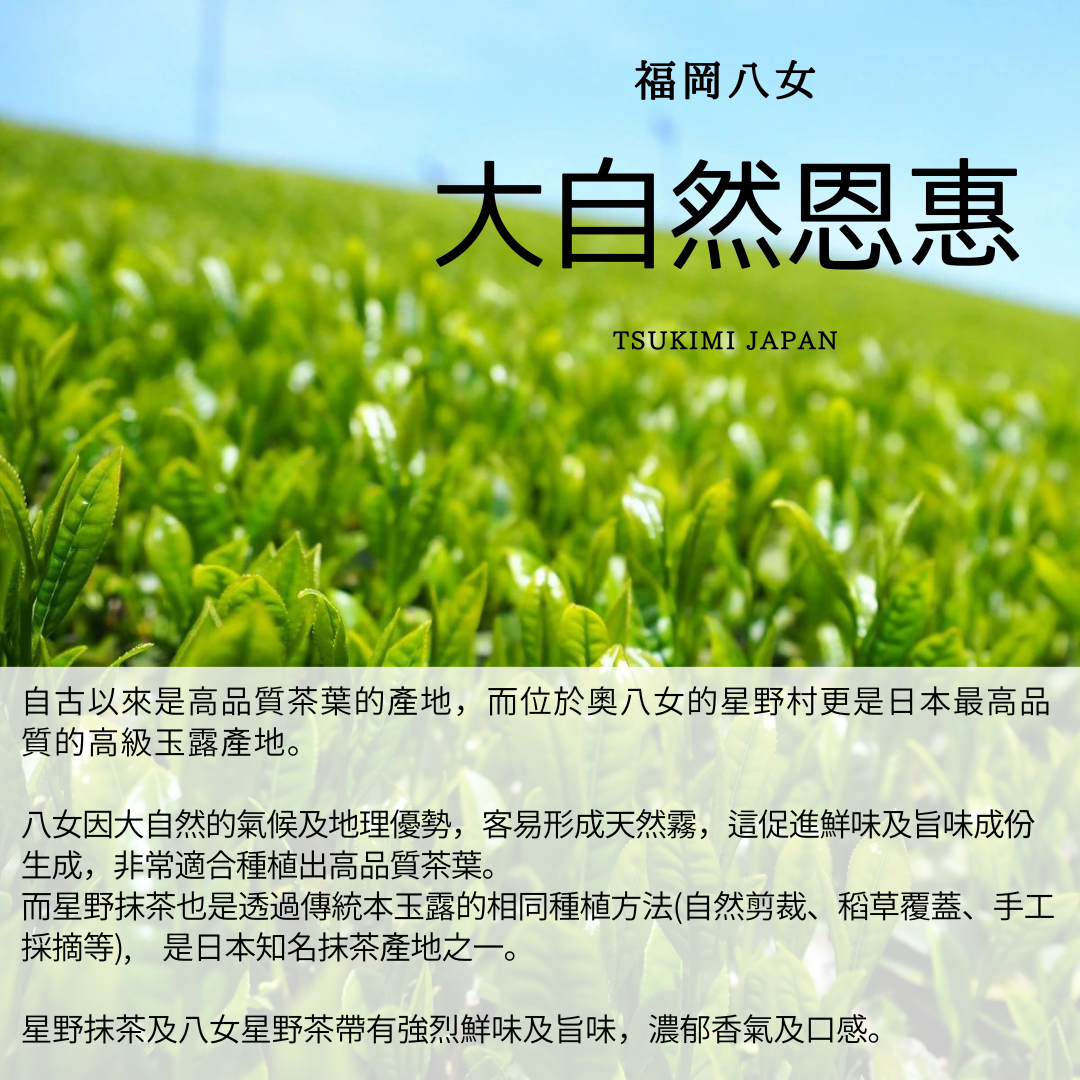 受注生産品 抹茶 八女抹茶 星野抹茶 星授 20ｇ 茶道 濃茶 薄茶 星野村