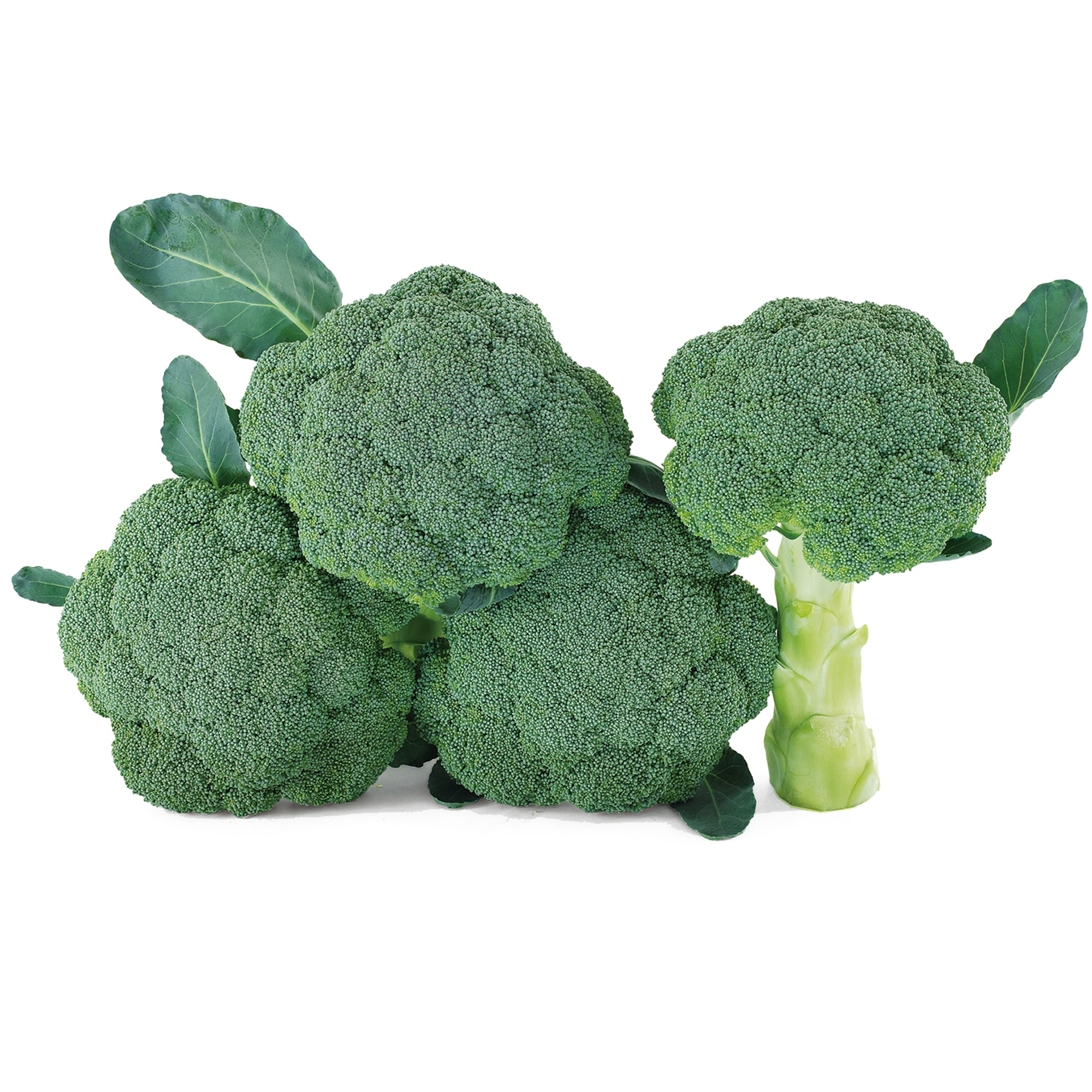 精選蔬果種子HV-338青花菜(綠芬)