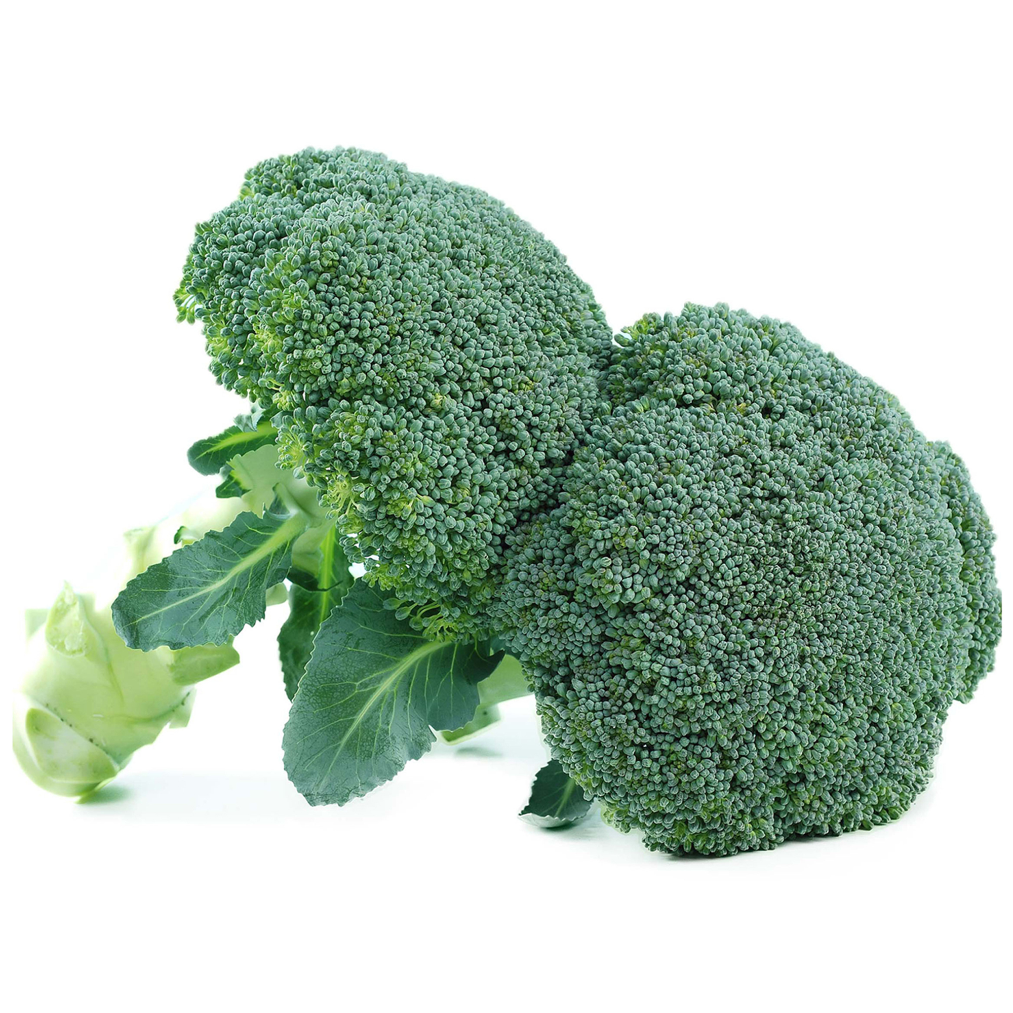 精選蔬果種子HV-049青花菜(綠王)