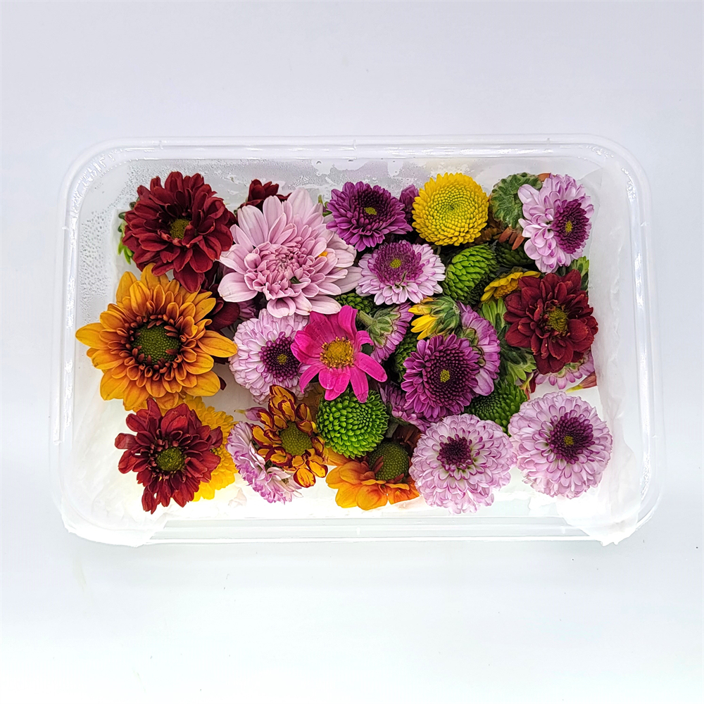 食用花- 小彩菊