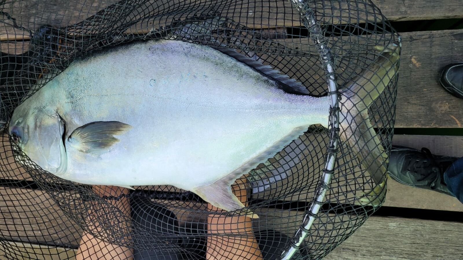 激罕! 本地養殖巨型黃立鯧