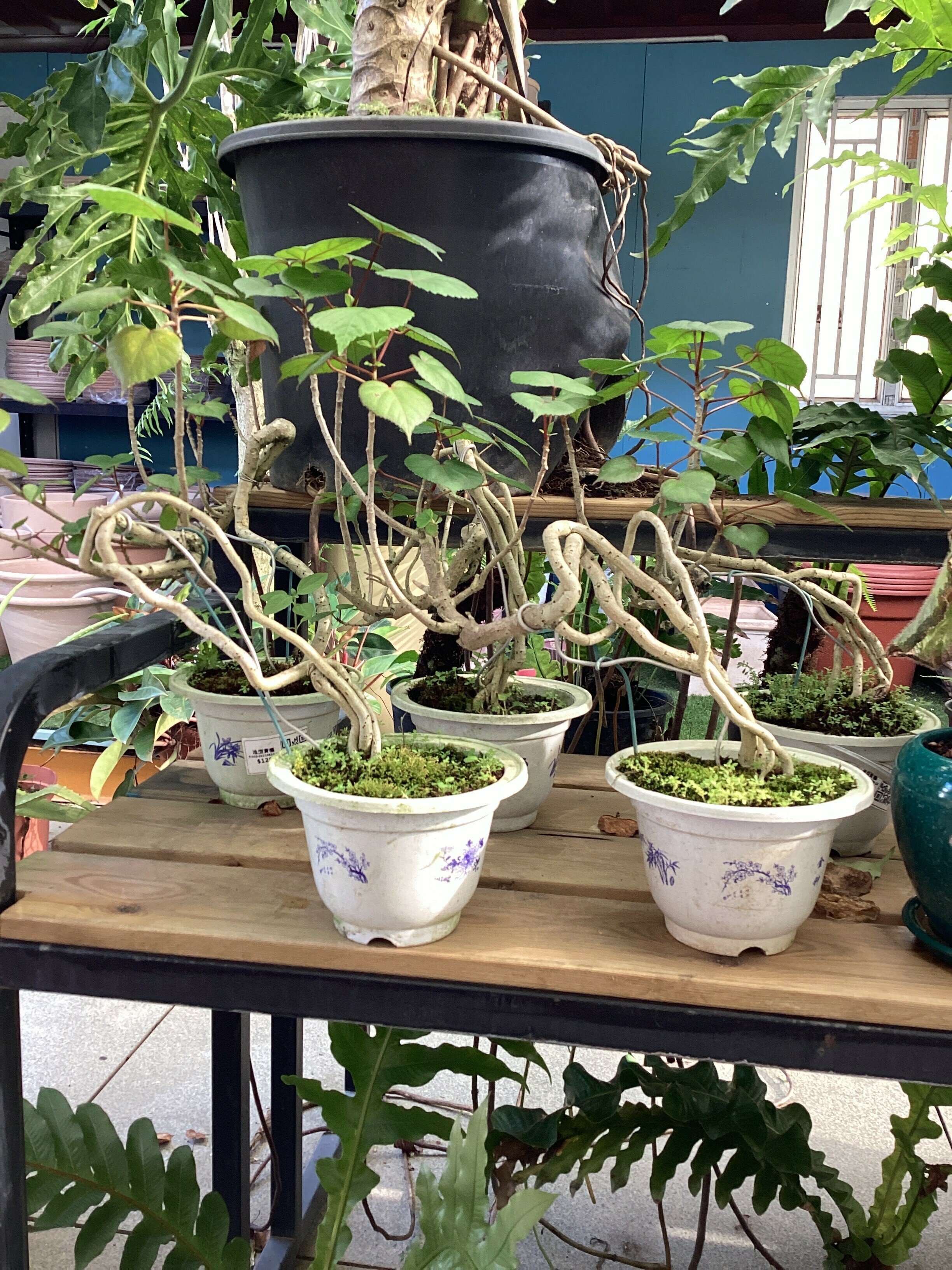 造型黃槿_210820-18