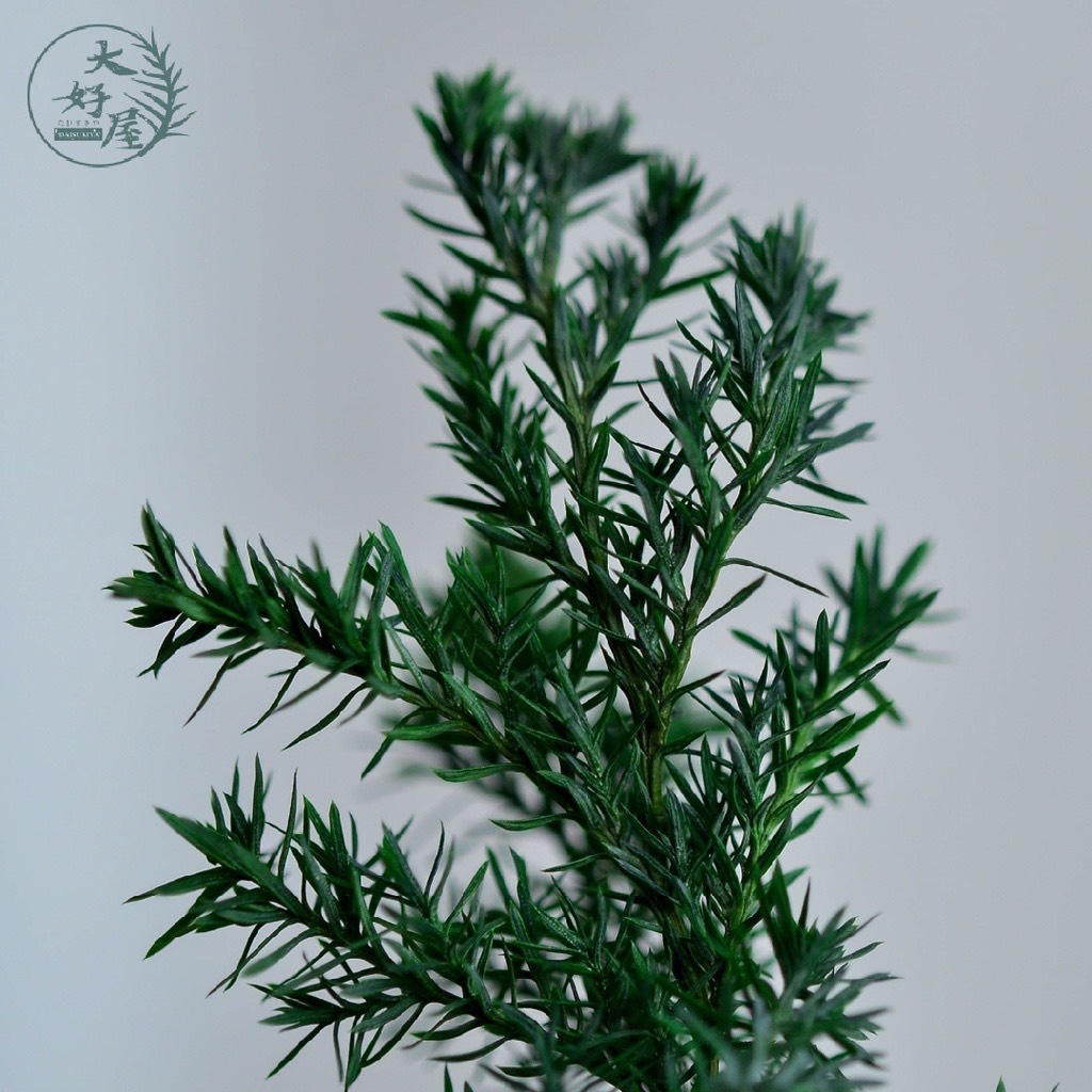 大地農園雪松【小份裝】