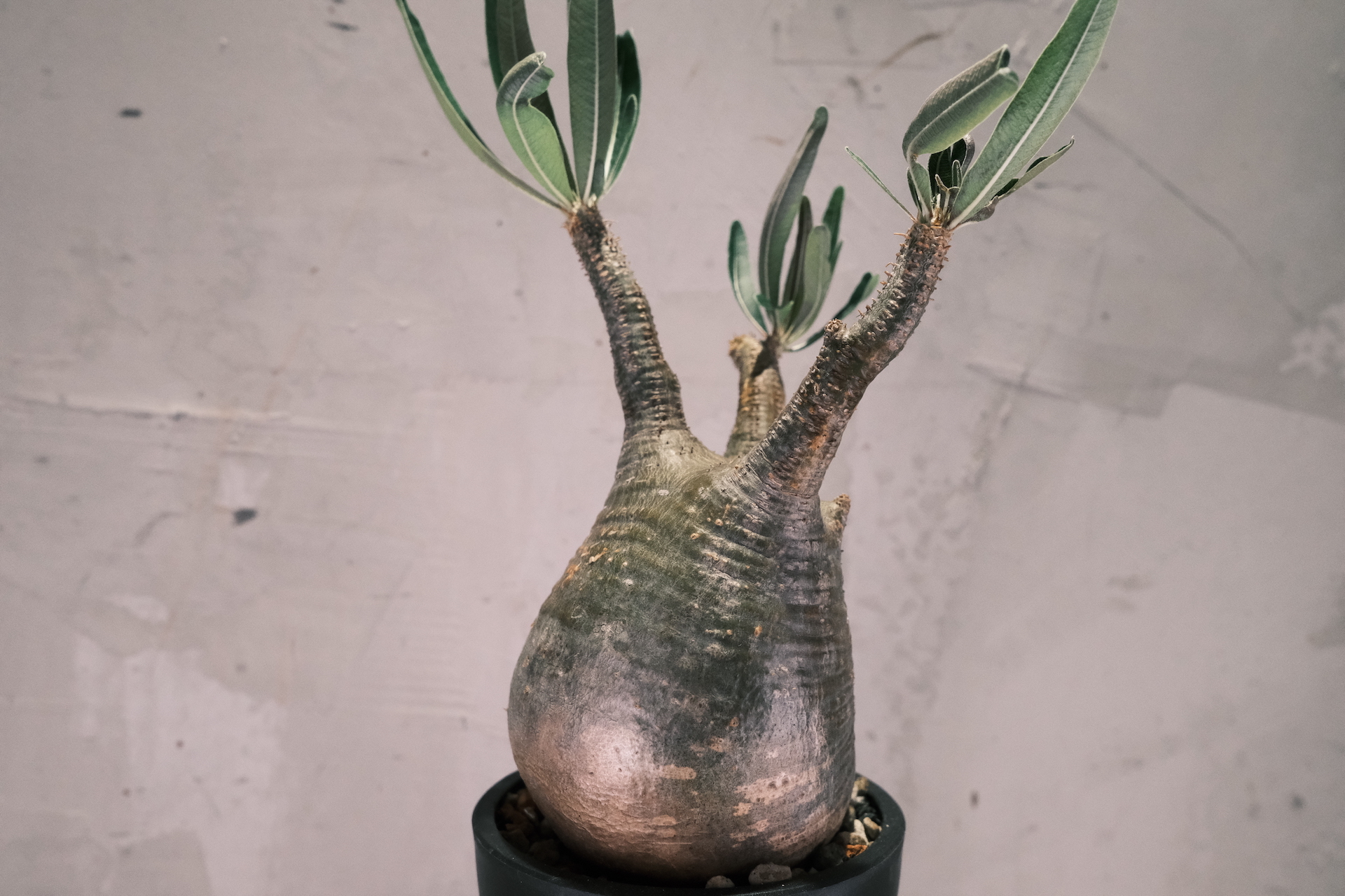 A9.象牙宮Pachypodium Rosulatum var. Gracilius