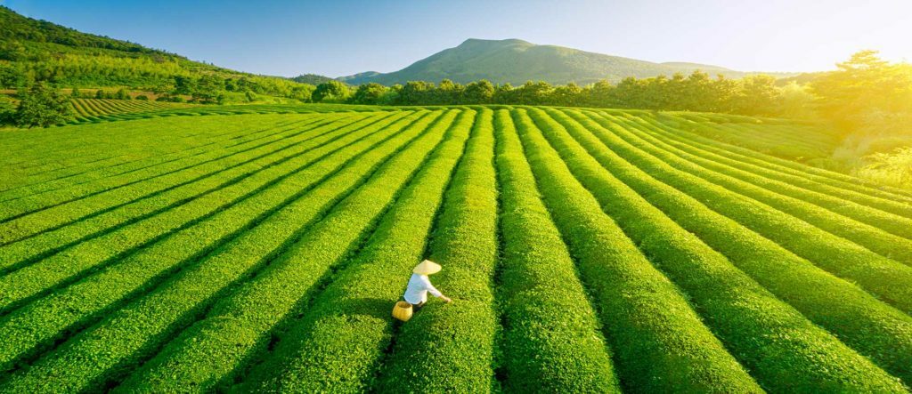茶的起源 「茶葉」一字最早的書面記載是西漢王褒的《僮約》，提到了「武都買荼」、「烹荼盡具」。荼是茶一字的早期寫法，當時以「荼」表草藥或滋養品。漢陽陵中發現小葉種茶樹的嫩芽，但或許是作為蔬菜下飯。而茶葉的起源有明確資料記載的是陸羽在唐朝所寫的茶經，但是在茶經裡，喝茶這項文化已經發展得相當成熟，所以我們可以確定喝茶的發明絕對早於唐朝，只是不知早多少。根據相傳，喝茶至少起於三國時期的東漢末年，不過這僅是傳說，沒有實際證據可以證明。所以茶的起源仍是個謎。