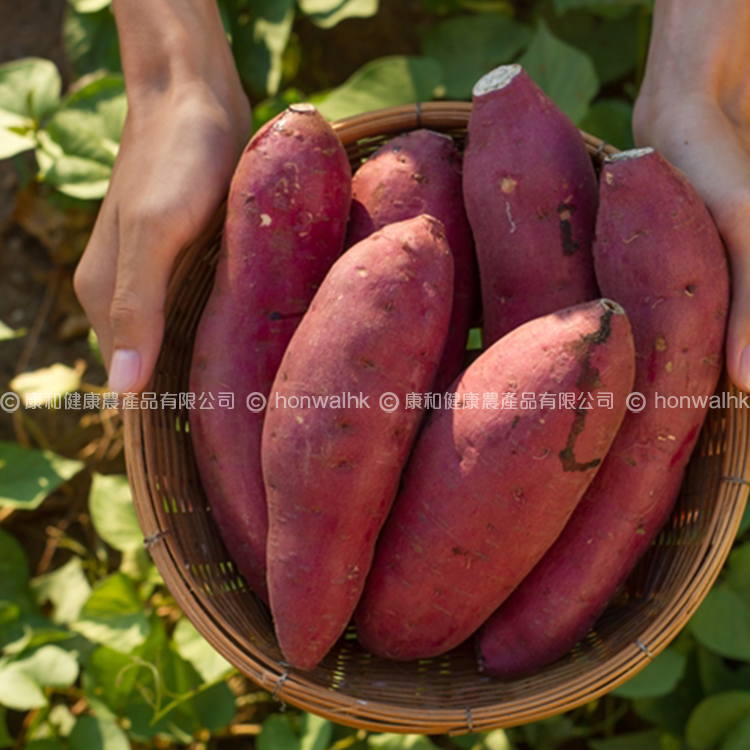 本地有機蕃薯