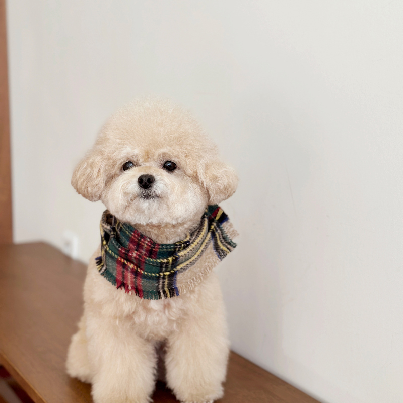 EYOU Merry Merry 圍巾