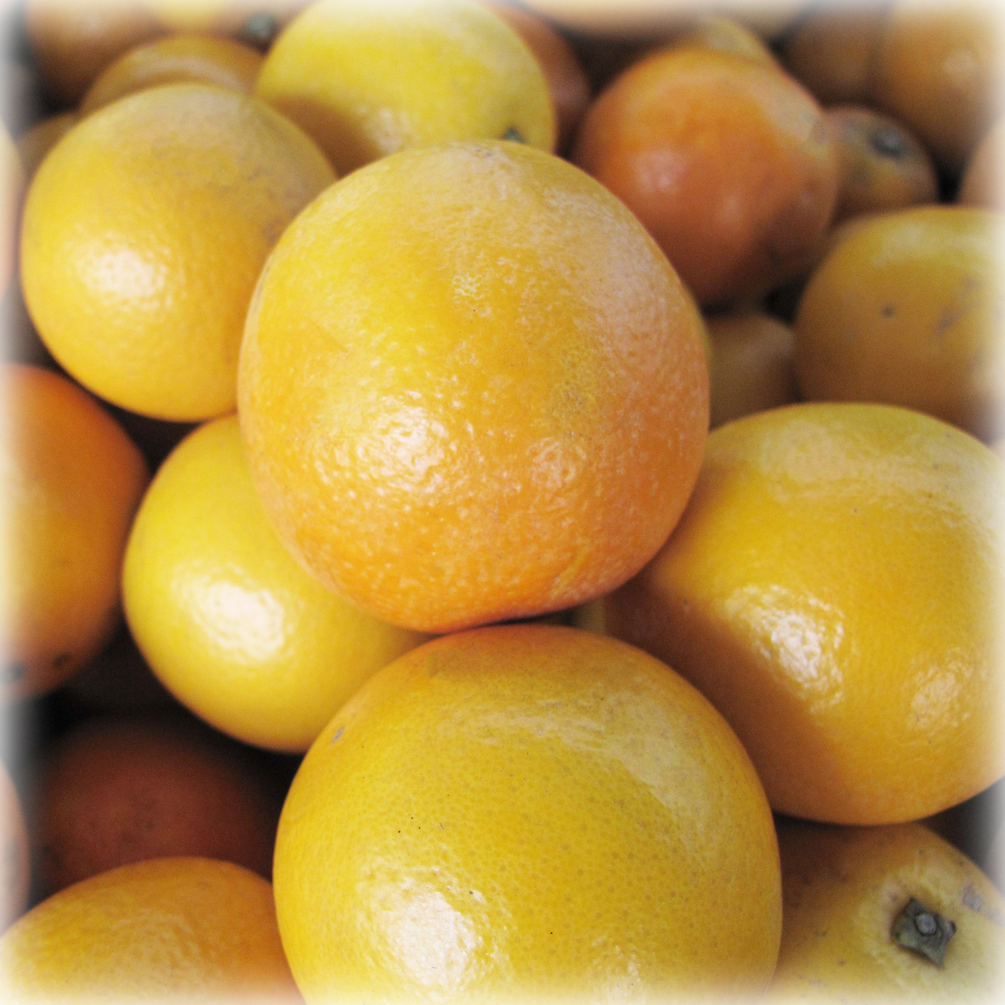 果樹苗 柳橙(柳丁) Citrus Sinensis Osbeck
