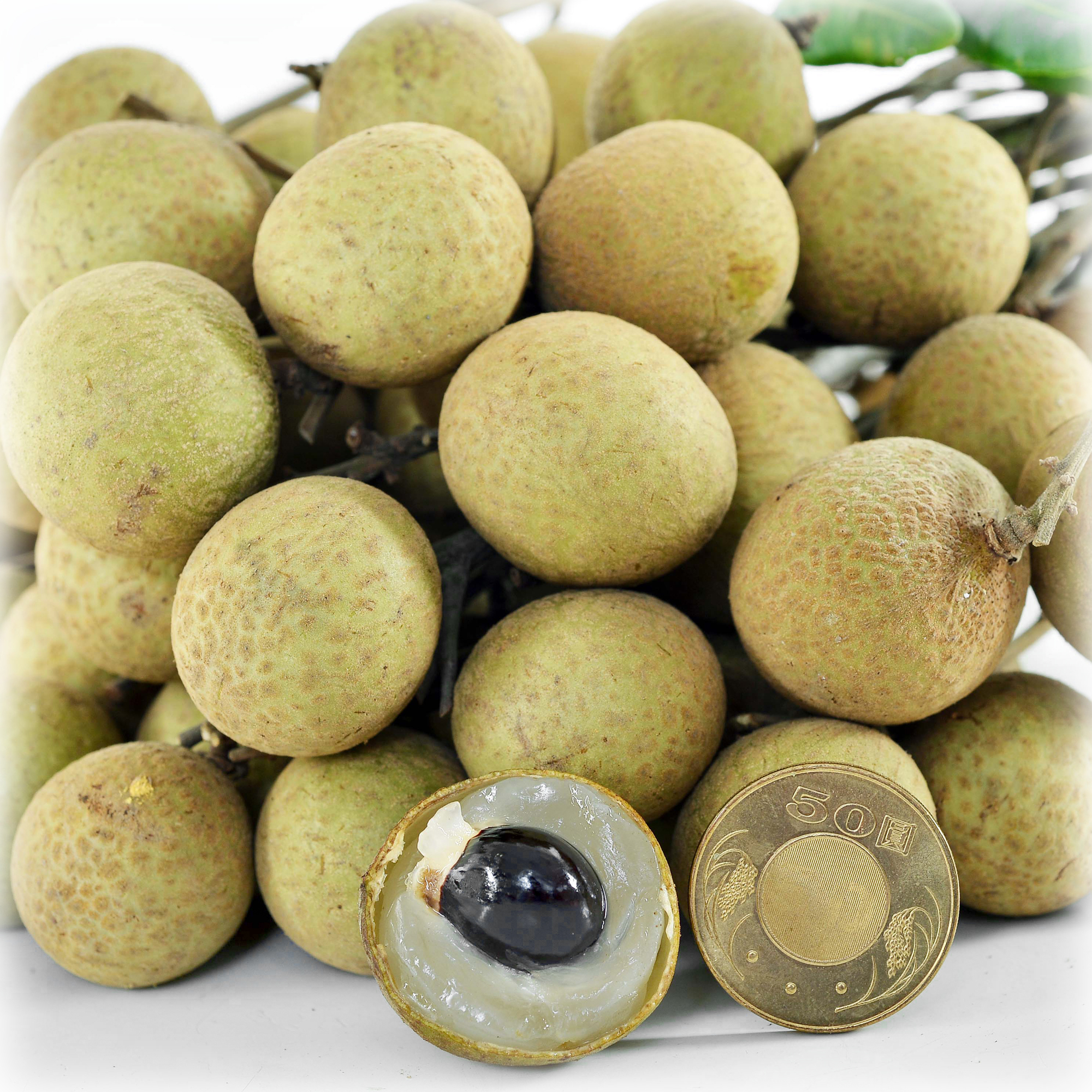果樹苗潤蒂龍眼Longan
