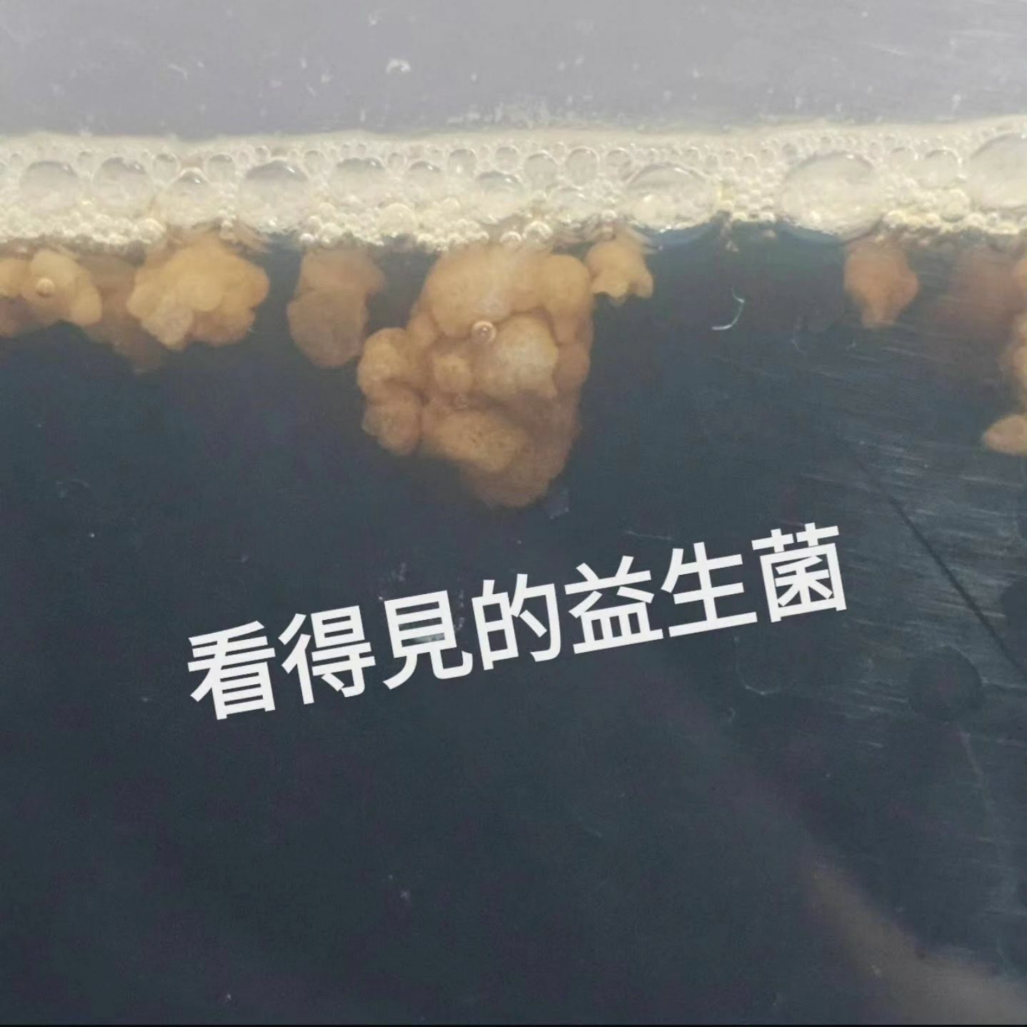 水克菲尔粒 【台湾生产】｜全球配送  Water Kefir Grains 【made in  Taiwan】 ｜Global Delivery
