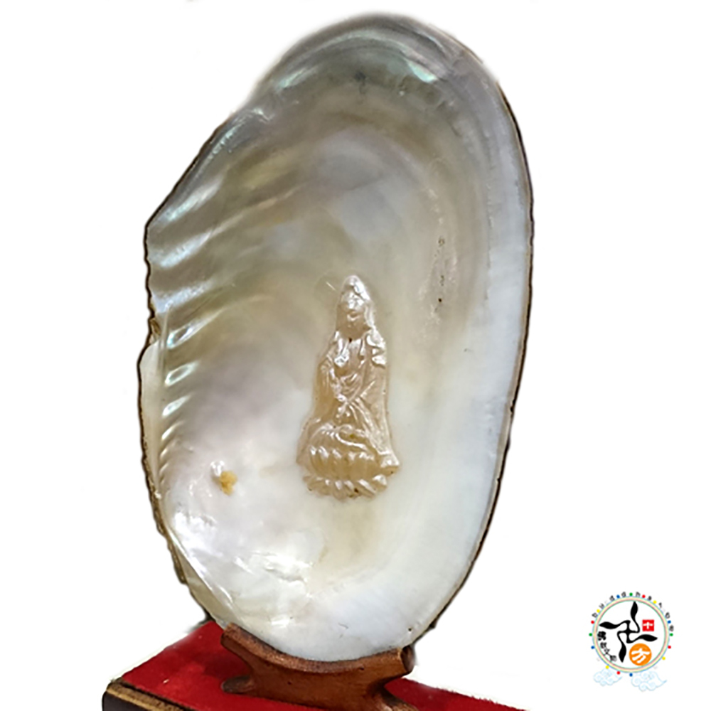 觀音菩薩{天然珍珠貝}精品高22公分【十方】138367