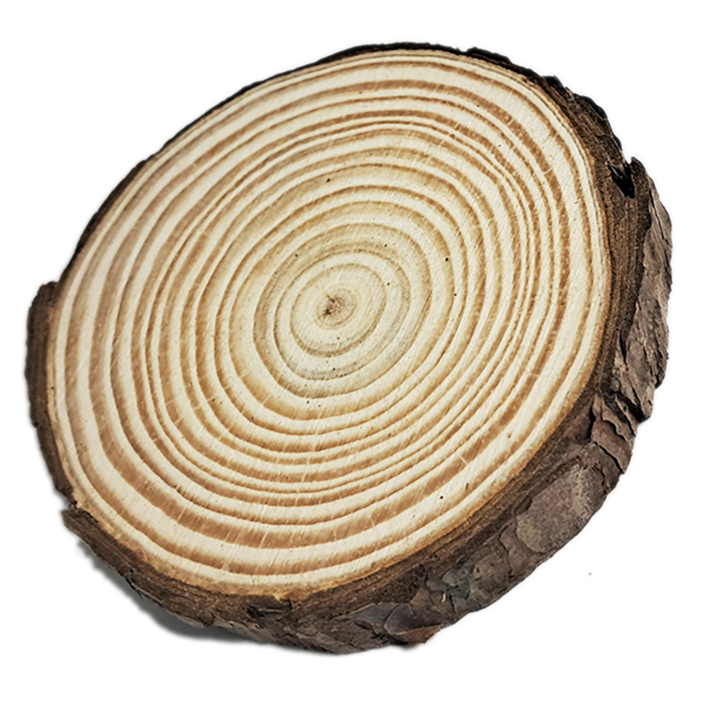 原木片12*1公分【十方】152617