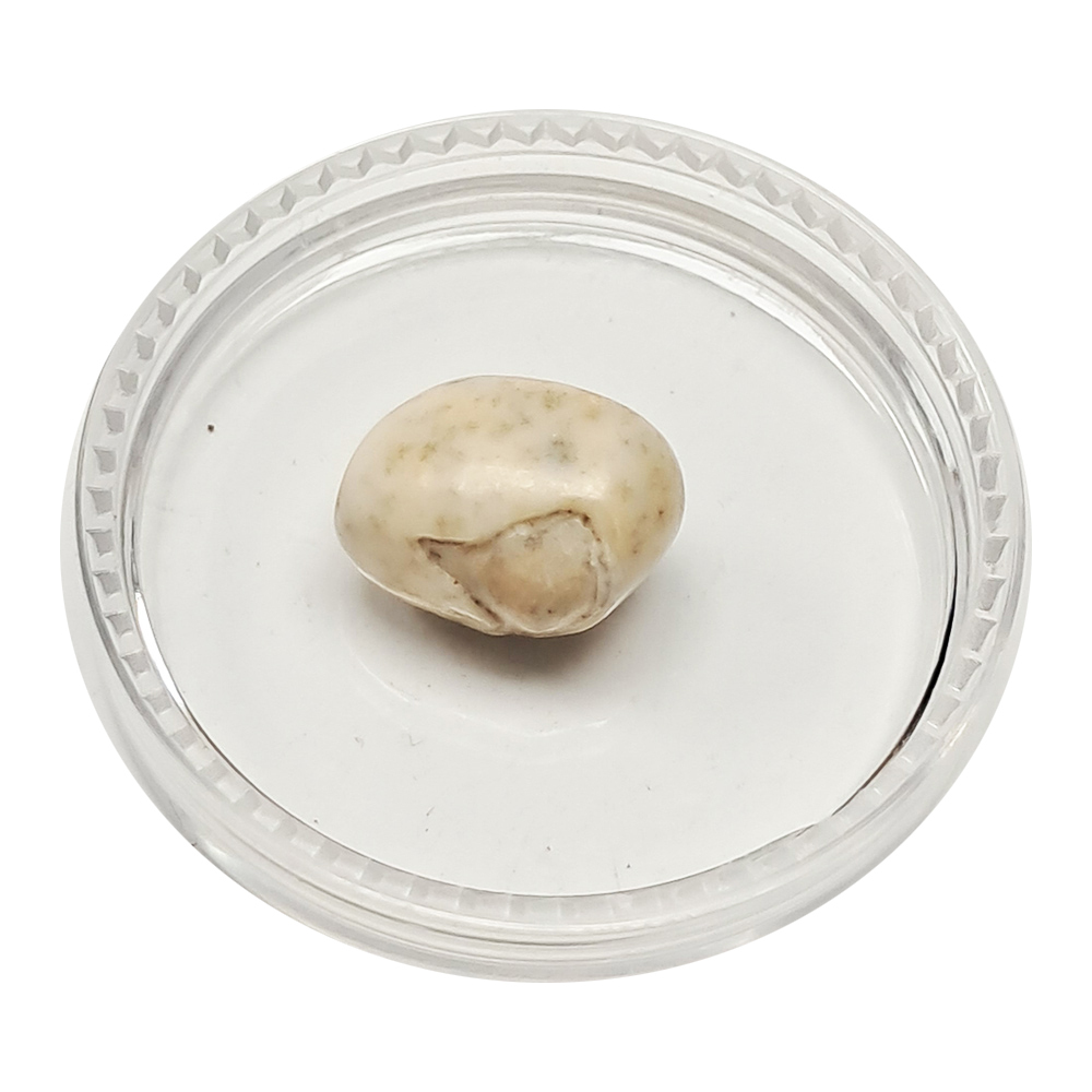 跳出龍宮舍利12mm【十方】151939