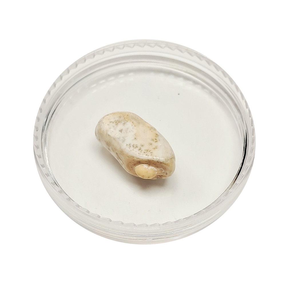 跳出龍宮舍利15mm【十方】151946