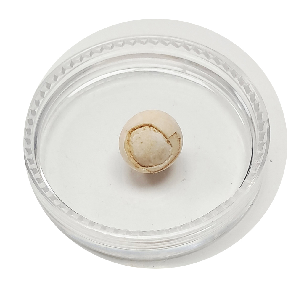 跳出舍利龍宮舍利8mm【十方】151928