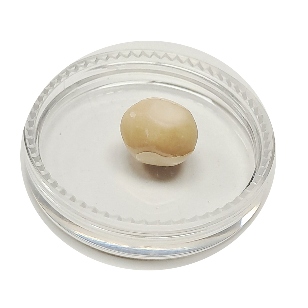 跳出舍利龍宮舍利8mm【十方】151927